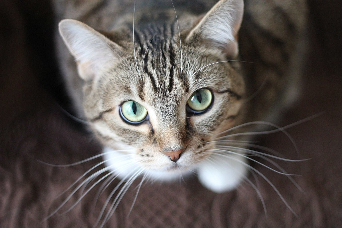 chat adorable